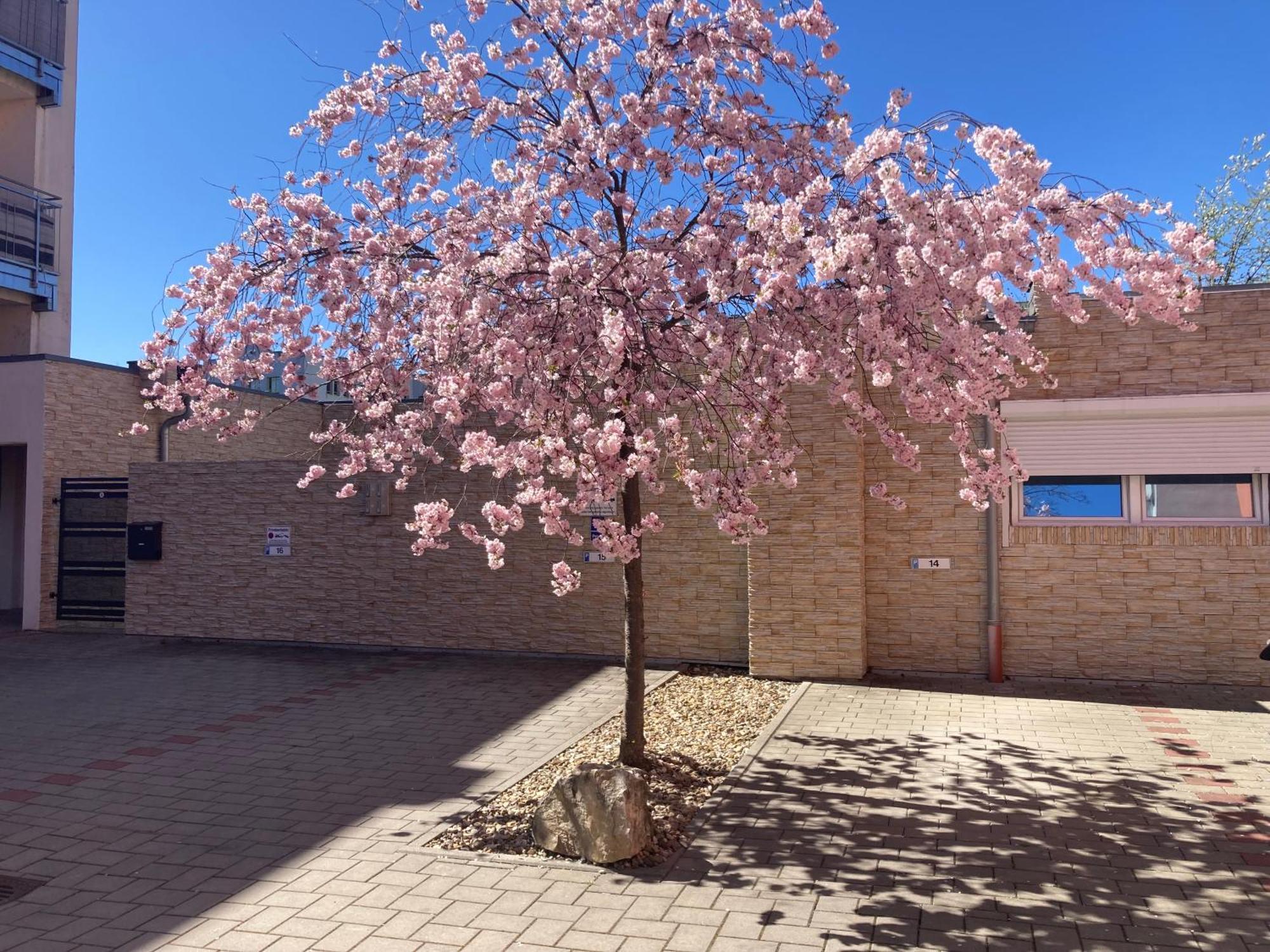 Bungalow Am Donaupark 레겐스부르크 외부 사진